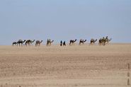 Caravanne chameaux dans l'Atakor - Désert du Sahara