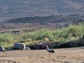 cigogne tazrouk