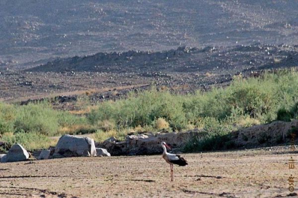 cigogne tazrouk
